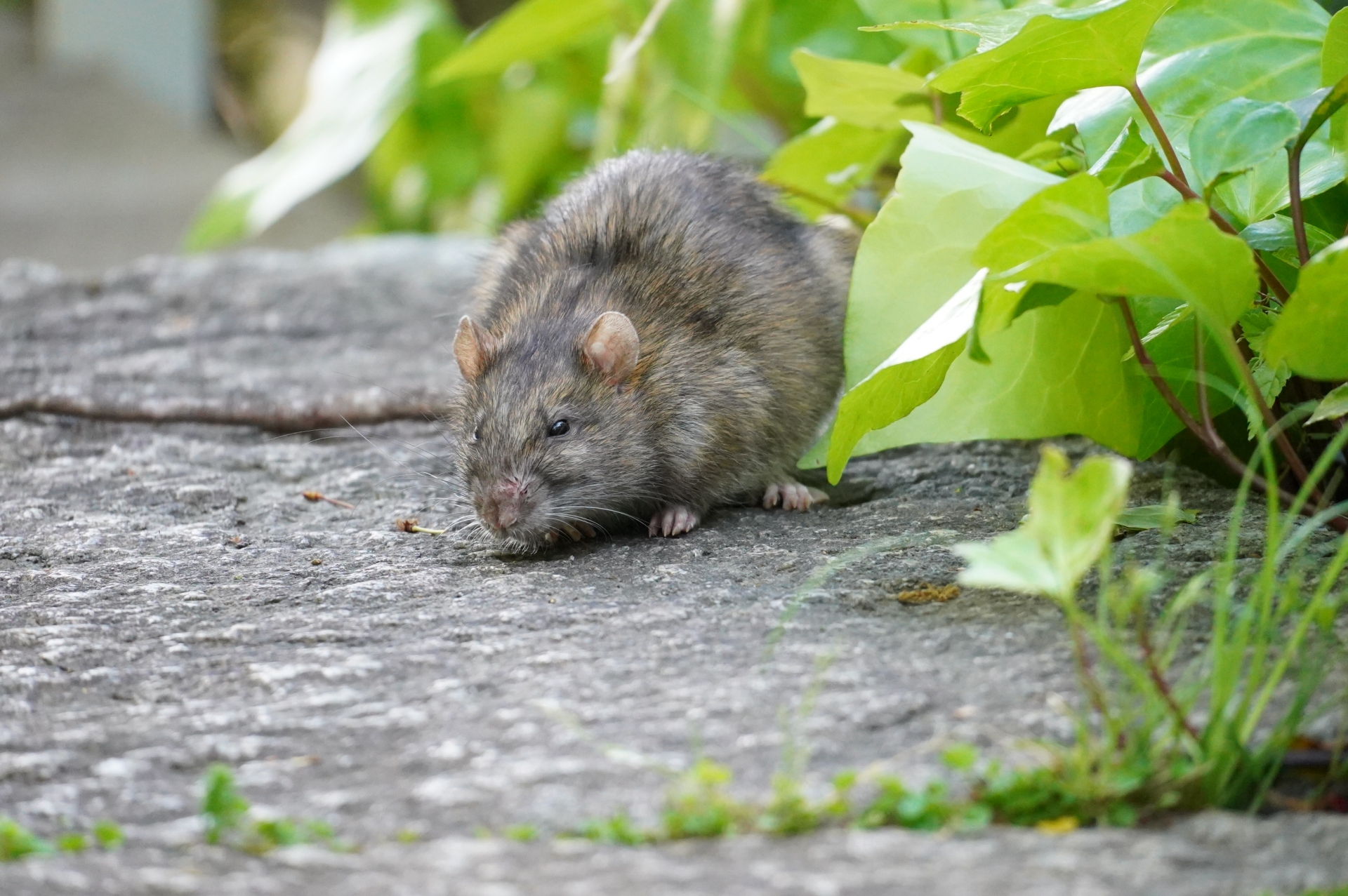建物の外周をうろつくネズミ